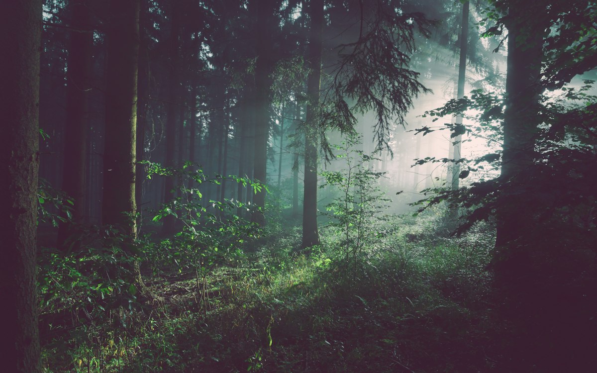 Mist between dark conifer trunks