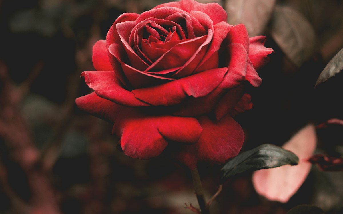 A dark red damask rose
