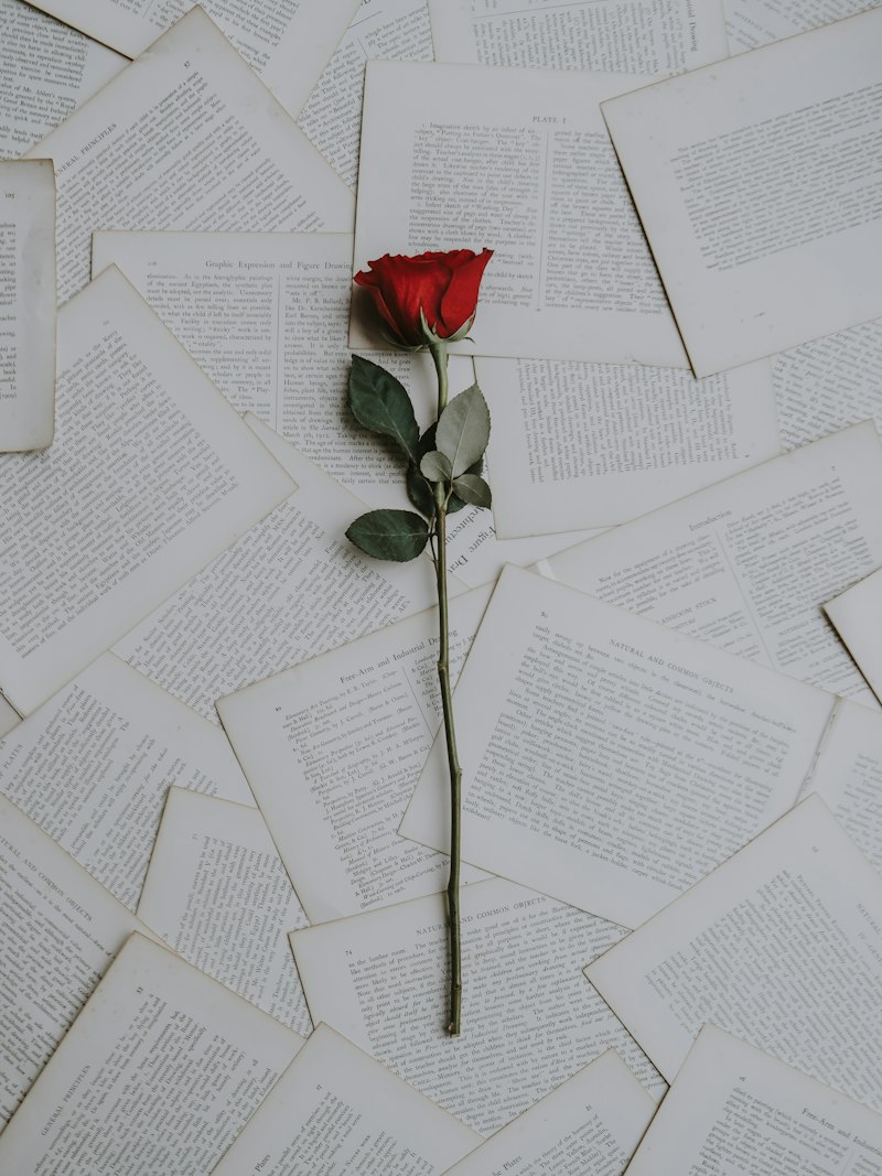 A single rose resting on loose pages